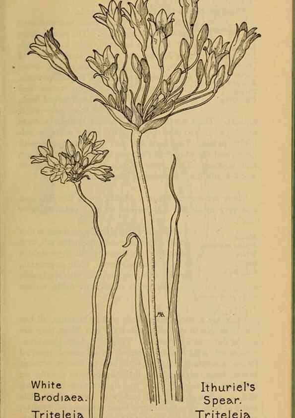 Reproducción/Reproduction 39887808263: Field book of western wild flowers /. New York :Putnam,1915.. 