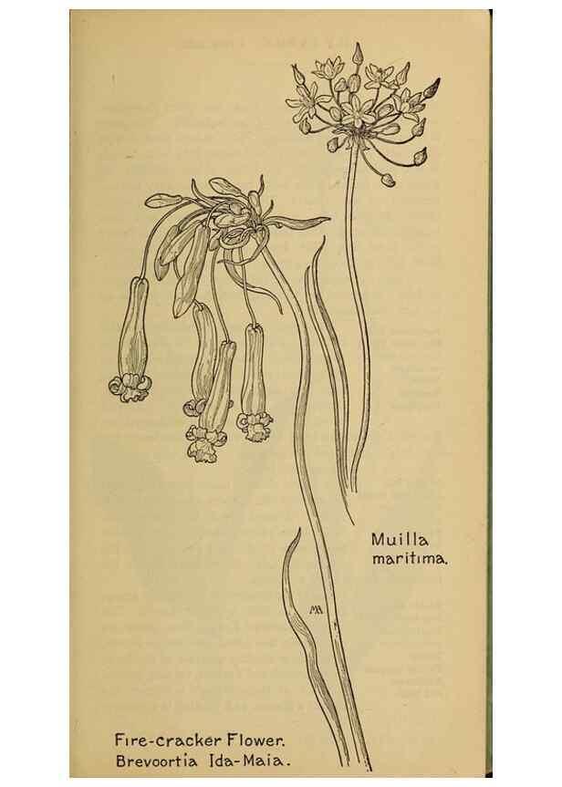 Reproducción/Reproduction 46852740911: Field book of western wild flowers /. New York :Putnam,1915.. 