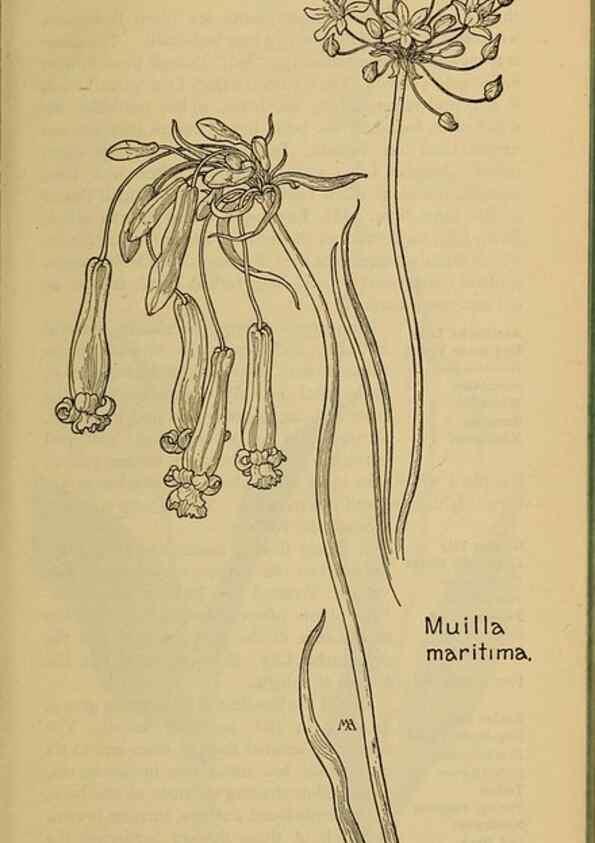 Reproducción/Reproduction 46852740911: Field book of western wild flowers /. New York :Putnam,1915.. 