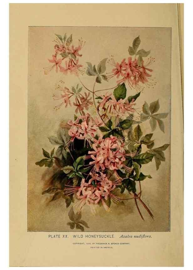Reproducción/Reproduction 46800697172: A guide to the wild flowers.. New York,F. A. Stokes[1899]. 