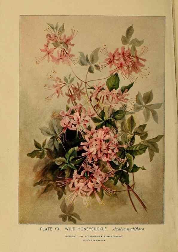 Reproducción/Reproduction 46800697172: A guide to the wild flowers.. New York,F. A. Stokes[1899]. 