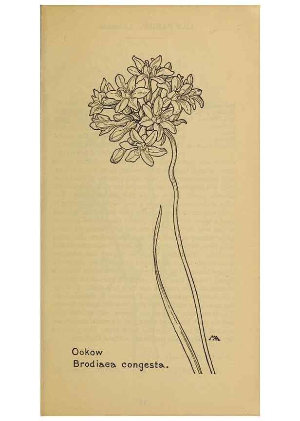 Reproducción/Reproduction 32977374418: Field book of western wild flowers /. New York :Putnam,1915.. 