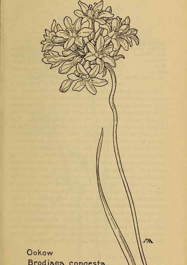 Reproducción/Reproduction 32977374418: Field book of western wild flowers /. New York :Putnam,1915.. 