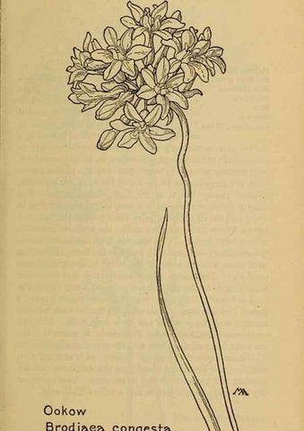 Reproducción/Reproduction 32977374418: Field book of western wild flowers /. New York :Putnam,1915.. 