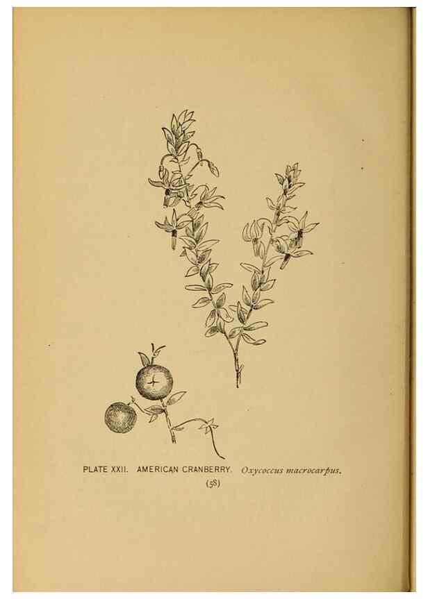 Reproducción/Reproduction 32977385428: A guide to the wild flowers.. New York,F. A. Stokes[1899]. 