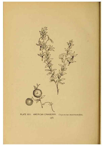 Reproducción/Reproduction 32977385428: A guide to the wild flowers.. New York,F. A. Stokes[1899]. 