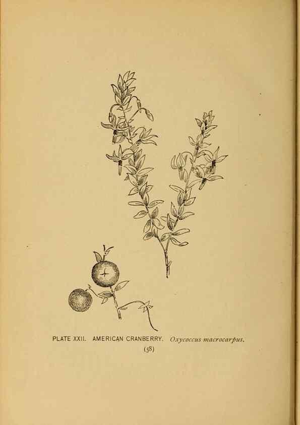 Reproducción/Reproduction 32977385428: A guide to the wild flowers.. New York,F. A. Stokes[1899]. 