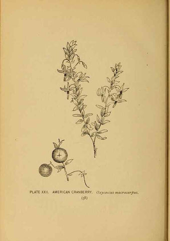 Reproducción/Reproduction 32977385428: A guide to the wild flowers.. New York,F. A. Stokes[1899]. 