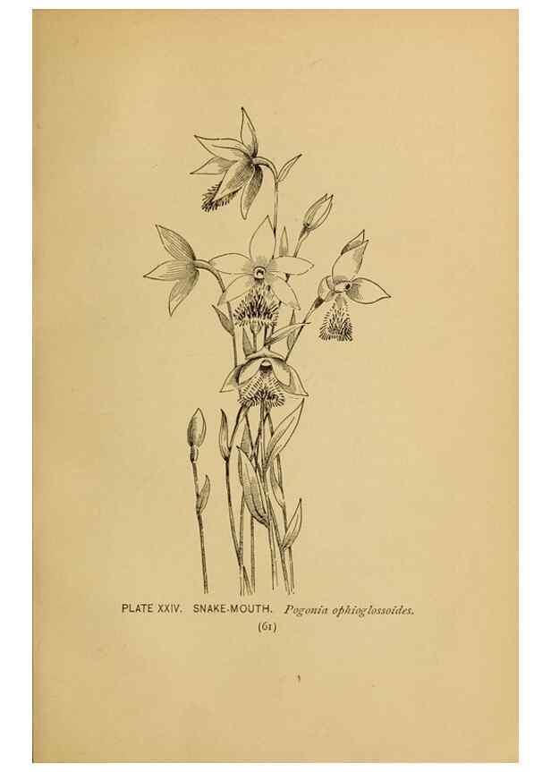 Reproducción/Reproduction 46127693674: A guide to the wild flowers.. New York,F. A. Stokes[1899]. 