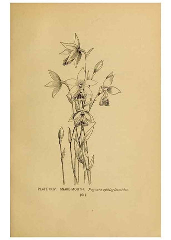 Reproducción/Reproduction 46127693674: A guide to the wild flowers.. New York,F. A. Stokes[1899]. 