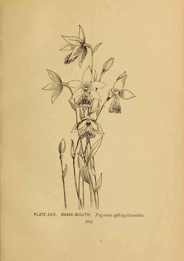 Reproducción/Reproduction 46127693674: A guide to the wild flowers.. New York,F. A. Stokes[1899]. 
