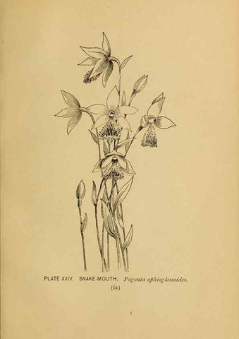 Reproducción/Reproduction 46127693674: A guide to the wild flowers.. New York,F. A. Stokes[1899]. 