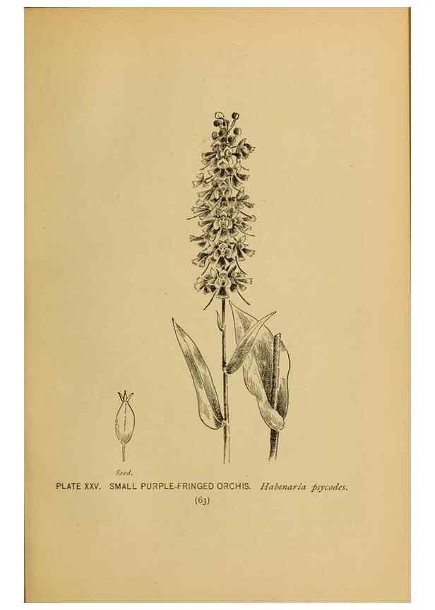 Reproducción/Reproduction 39887826803: A guide to the wild flowers.. New York,F. A. Stokes[1899]. 