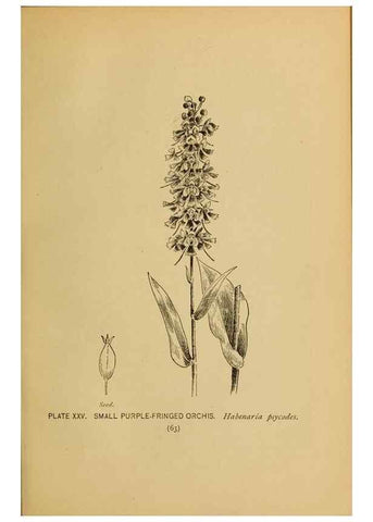 Reproducción/Reproduction 39887826803: A guide to the wild flowers.. New York,F. A. Stokes[1899]. 