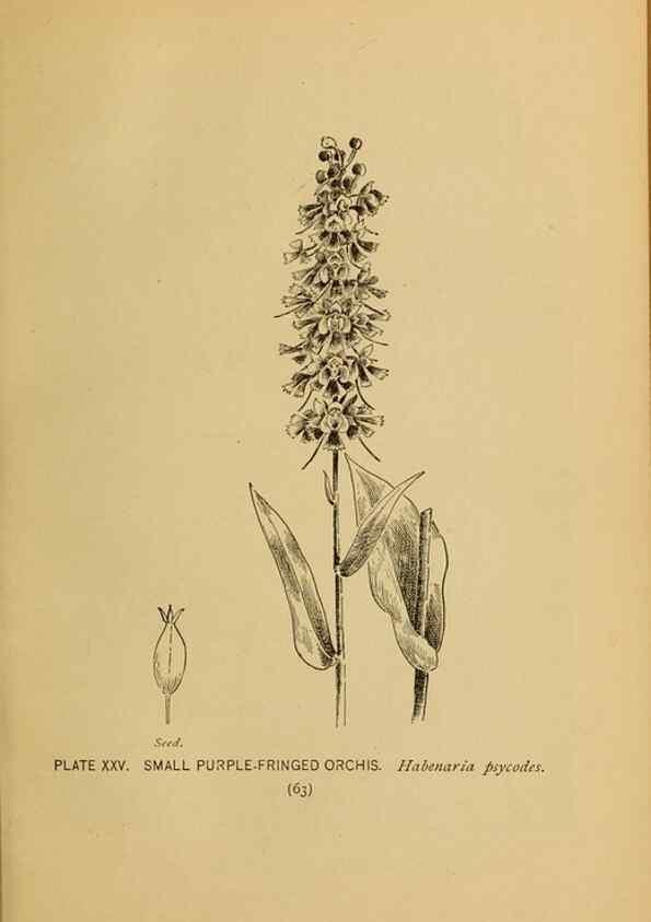 Reproducción/Reproduction 39887826803: A guide to the wild flowers.. New York,F. A. Stokes[1899]. 
