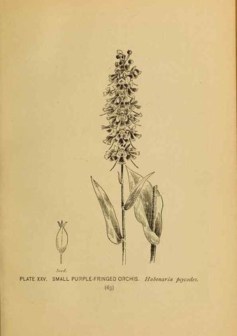 Reproducción/Reproduction 39887826803: A guide to the wild flowers.. New York,F. A. Stokes[1899]. 