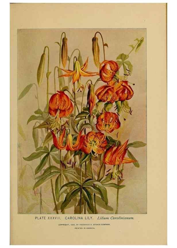 Reproducción/Reproduction 46852758821: A guide to the wild flowers.. New York,F. A. Stokes[1899]. 