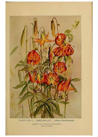 Reproducción/Reproduction 46852758821: A guide to the wild flowers.. New York,F. A. Stokes[1899]. 