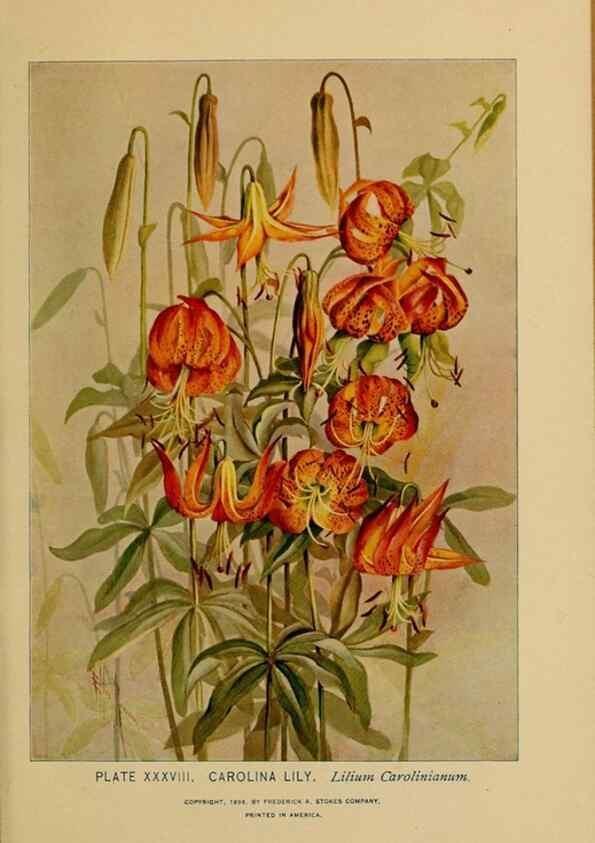 Reproducción/Reproduction 46852758821: A guide to the wild flowers.. New York,F. A. Stokes[1899]. 