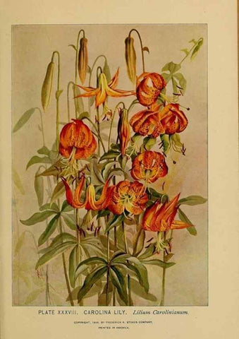 Reproducción/Reproduction 46852758821: A guide to the wild flowers.. New York,F. A. Stokes[1899]. 