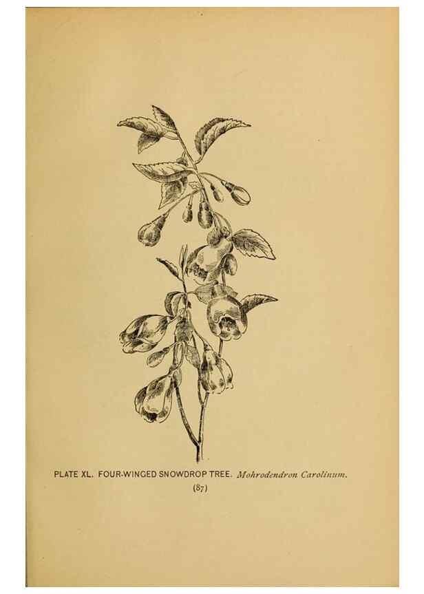 Reproducción/Reproduction 46127707474: A guide to the wild flowers.. New York,F. A. Stokes[1899]. 