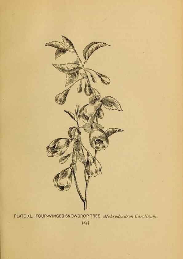 Reproducción/Reproduction 46127707474: A guide to the wild flowers.. New York,F. A. Stokes[1899]. 