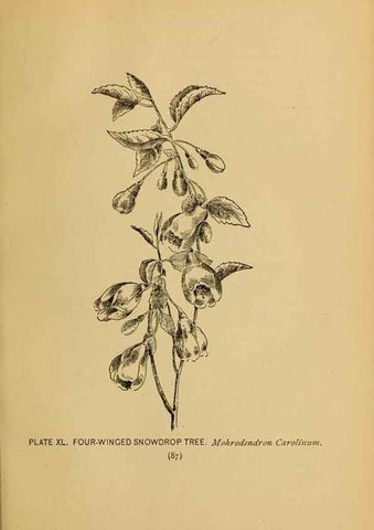 Reproducción/Reproduction 46127707474: A guide to the wild flowers.. New York,F. A. Stokes[1899]. 