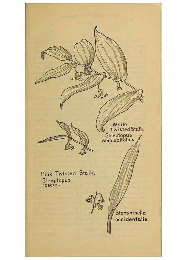 Reproducción/Reproduction 46127707494: Field book of western wild flowers /. New York :Putnam,1915.. 
