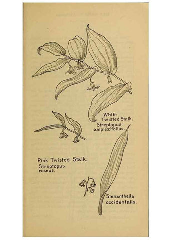 Reproducción/Reproduction 46127707494: Field book of western wild flowers /. New York :Putnam,1915.. 