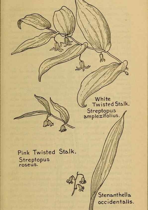 Reproducción/Reproduction 46127707494: Field book of western wild flowers /. New York :Putnam,1915.. 
