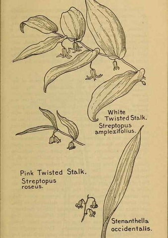 Reproducción/Reproduction 46127707494: Field book of western wild flowers /. New York :Putnam,1915.. 