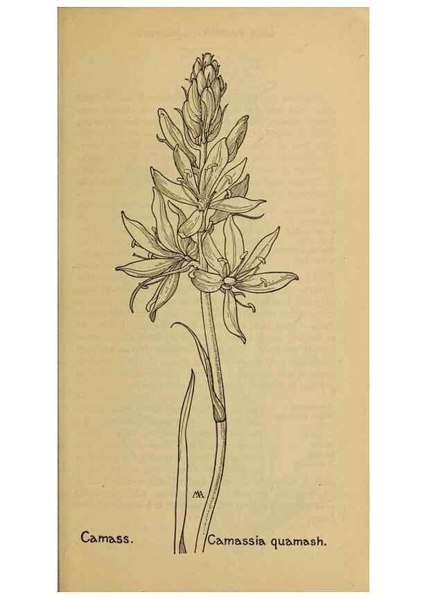Reproducción/Reproduction 31911466627: Field book of western wild flowers /. New York :Putnam,1915.. 