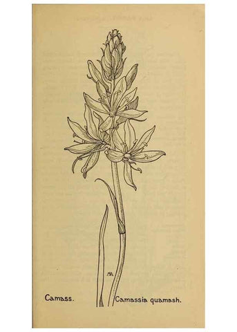 Reproducción/Reproduction 31911466627: Field book of western wild flowers /. New York :Putnam,1915.. 