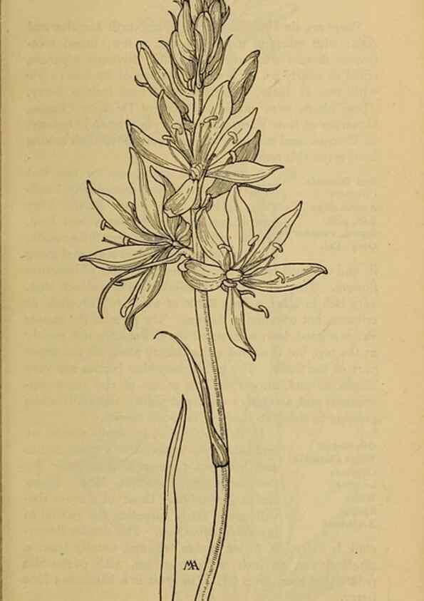 Reproducción/Reproduction 31911466627: Field book of western wild flowers /. New York :Putnam,1915.. 