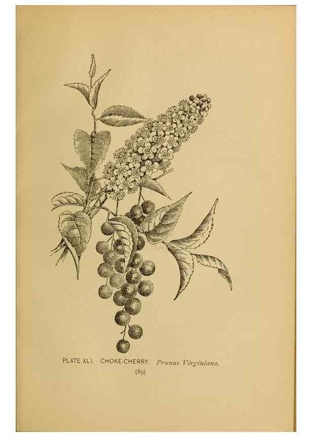 Reproducción/Reproduction 39887838403: A guide to the wild flowers.. New York,F. A. Stokes[1899]. 