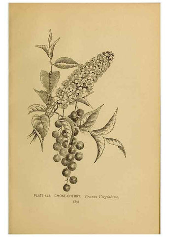 Reproducción/Reproduction 39887838403: A guide to the wild flowers.. New York,F. A. Stokes[1899]. 