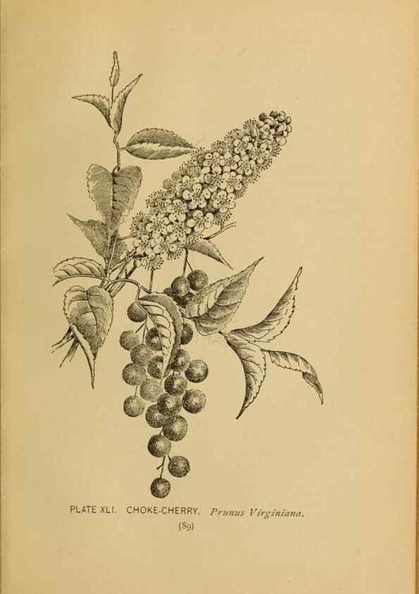 Reproducción/Reproduction 39887838403: A guide to the wild flowers.. New York,F. A. Stokes[1899]. 