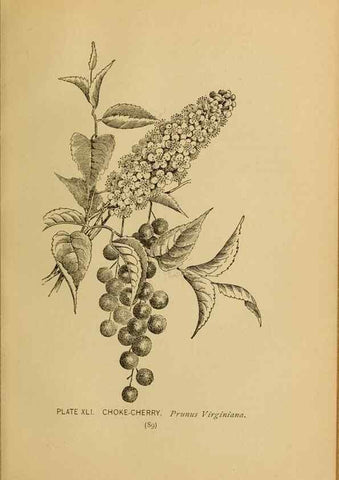 Reproducción/Reproduction 39887838403: A guide to the wild flowers.. New York,F. A. Stokes[1899]. 