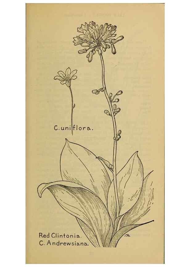 Reproducción/Reproduction 31911466977: Field book of western wild flowers /. New York :Putnam,1915.. 