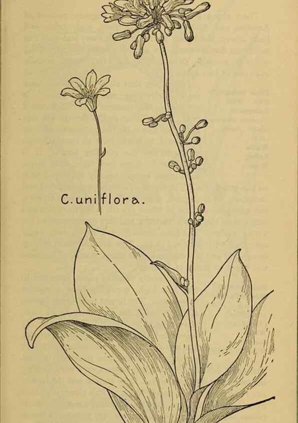 Reproducción/Reproduction 31911466977: Field book of western wild flowers /. New York :Putnam,1915.. 