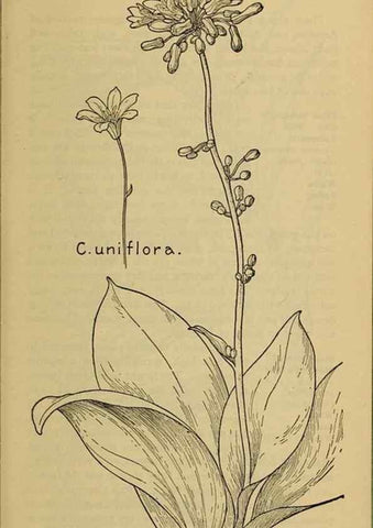 Reproducción/Reproduction 31911466977: Field book of western wild flowers /. New York :Putnam,1915.. 