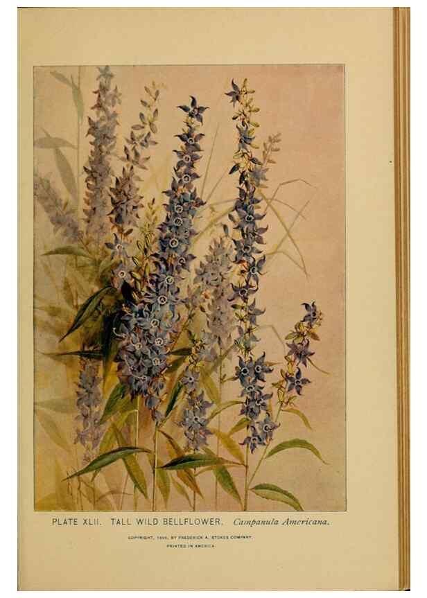 Reproducción/Reproduction 46800723902: A guide to the wild flowers.. New York,F. A. Stokes[1899]. 