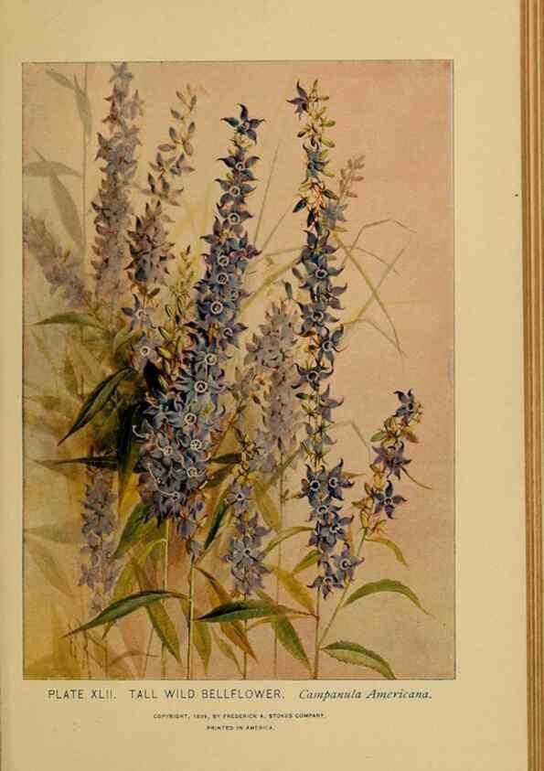 Reproducción/Reproduction 46800723902: A guide to the wild flowers.. New York,F. A. Stokes[1899]. 