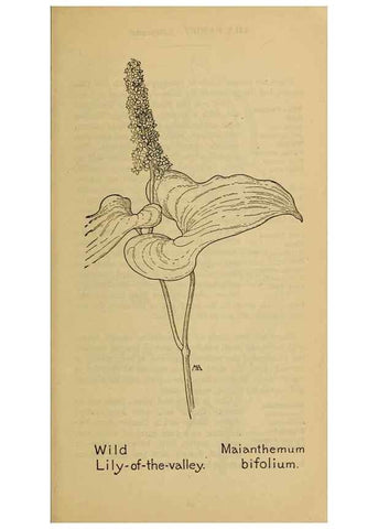Reproducción/Reproduction 46852758811: Field book of western wild flowers /. New York :Putnam,1915.. 