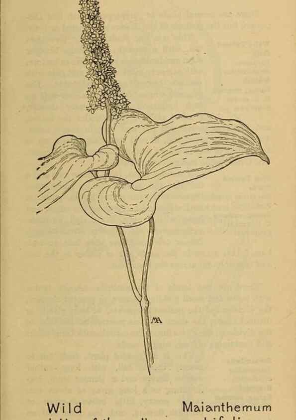 Reproducción/Reproduction 46852758811: Field book of western wild flowers /. New York :Putnam,1915.. 