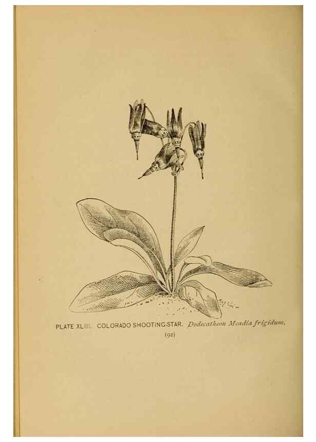 Reproducción/Reproduction 32977396728: A guide to the wild flowers.. New York,F. A. Stokes[1899]. 
