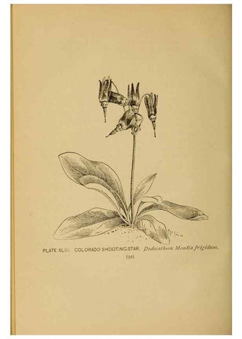 Reproducción/Reproduction 32977396728: A guide to the wild flowers.. New York,F. A. Stokes[1899]. 