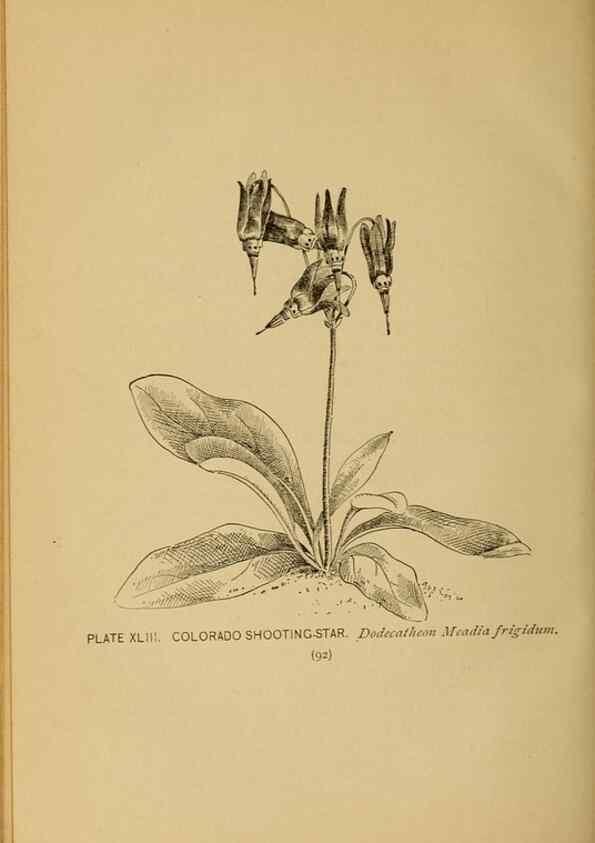 Reproducción/Reproduction 32977396728: A guide to the wild flowers.. New York,F. A. Stokes[1899]. 