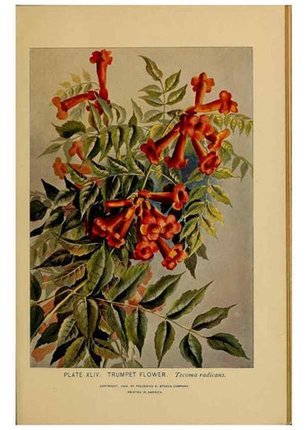 Reproducción/Reproduction 32977397578: A guide to the wild flowers.. New York,F. A. Stokes[1899]. 