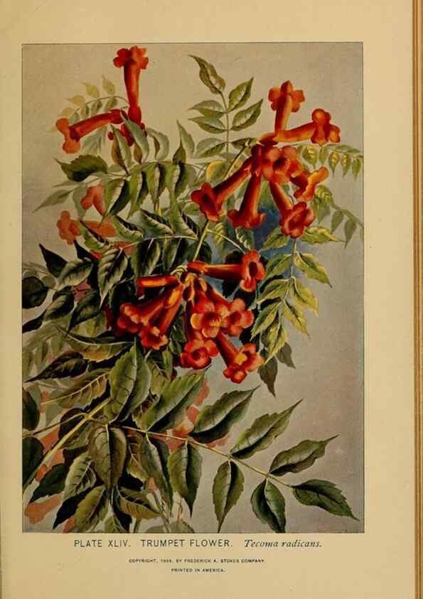 Reproducción/Reproduction 32977397578: A guide to the wild flowers.. New York,F. A. Stokes[1899]. 